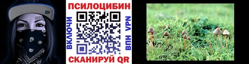 даркнет наркотические препараты  Злынка  Галлюциногенные грибы Psilocybe 